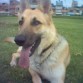 Simplemente es un perro muy muy muy feliz y en el hogar en el que vive lo es también....